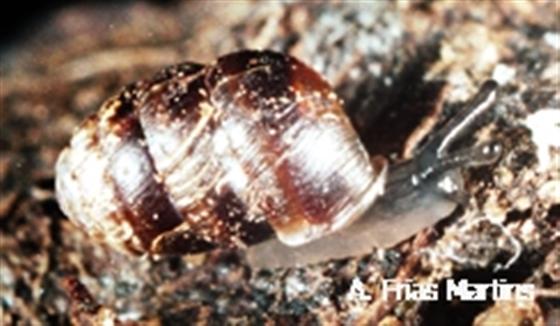 Leiostyla fuscidula (Morelet, 1860)